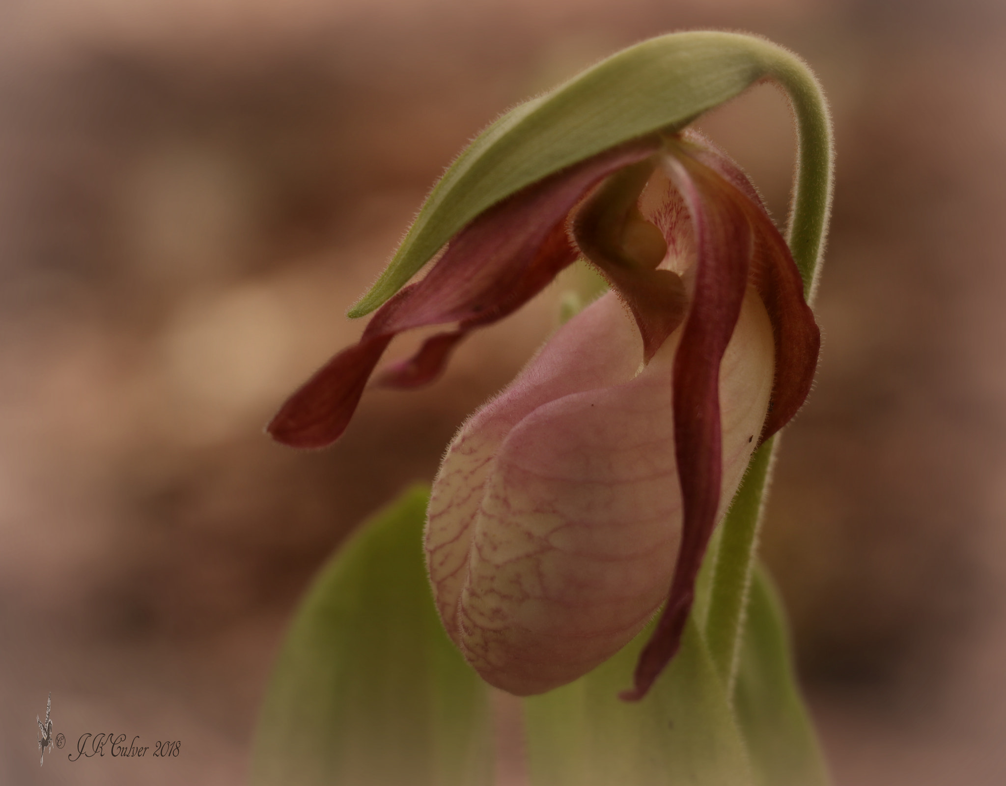 Canon EOS 77D (EOS 9000D / EOS 770D) sample photo. Lady slipper photography