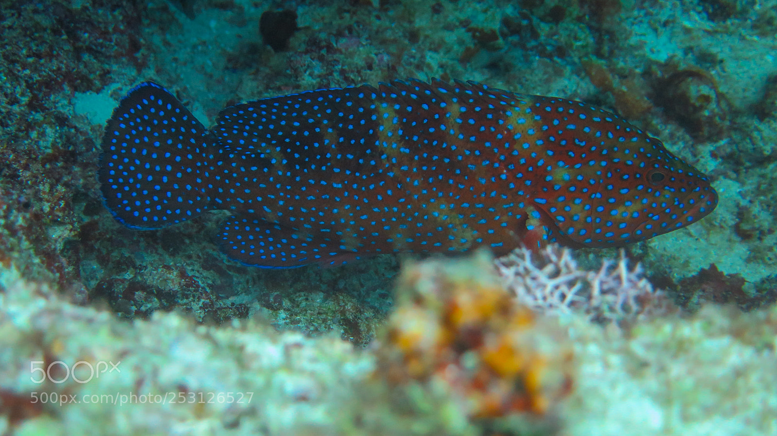 Canon PowerShot G16 sample photo. Coral hind photography