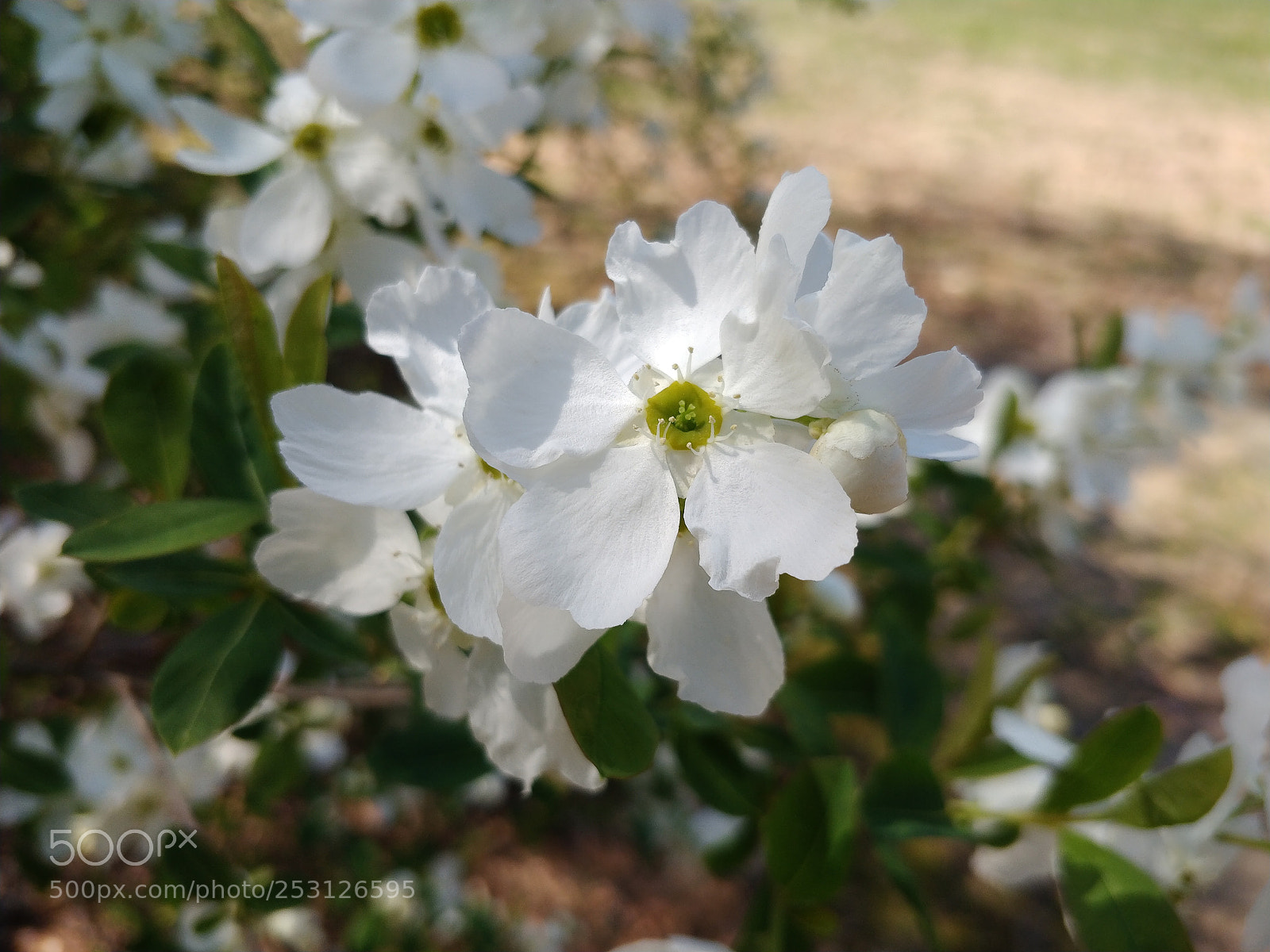 OnePlus 5 sample photo. Dogwoods photography