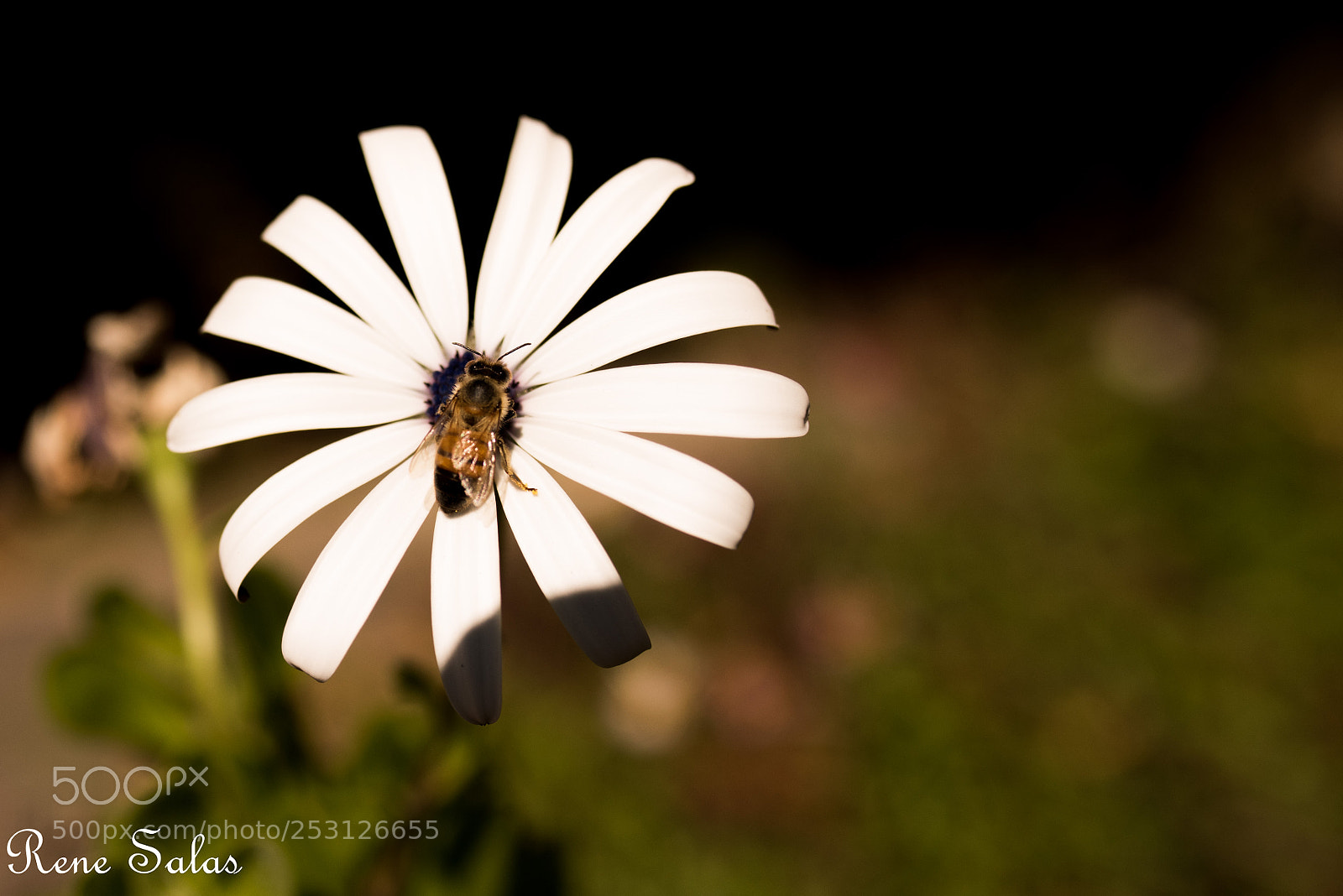 Nikon D810 sample photo. Back yard 2 photography