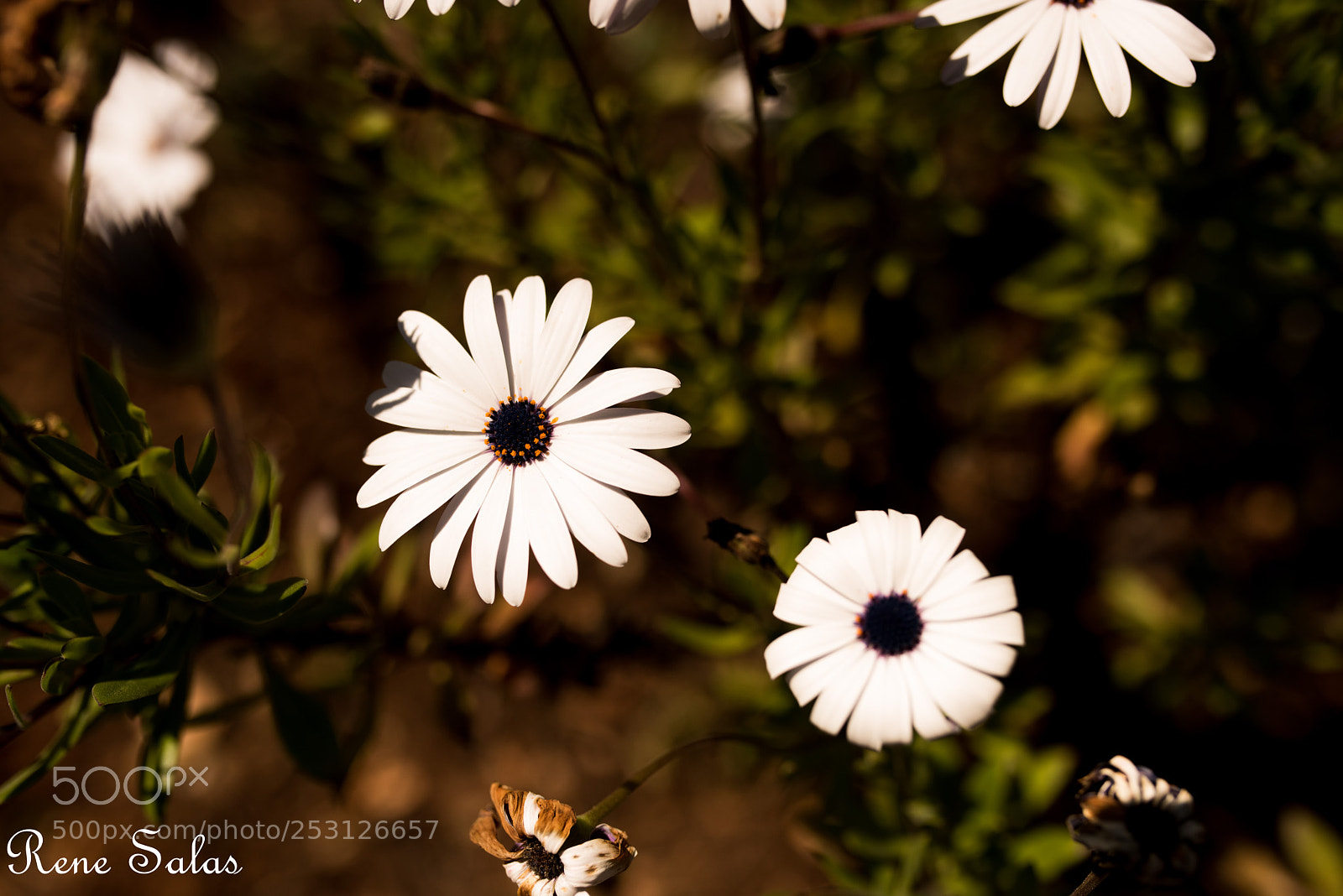 Nikon D810 sample photo. Back yard 1 photography