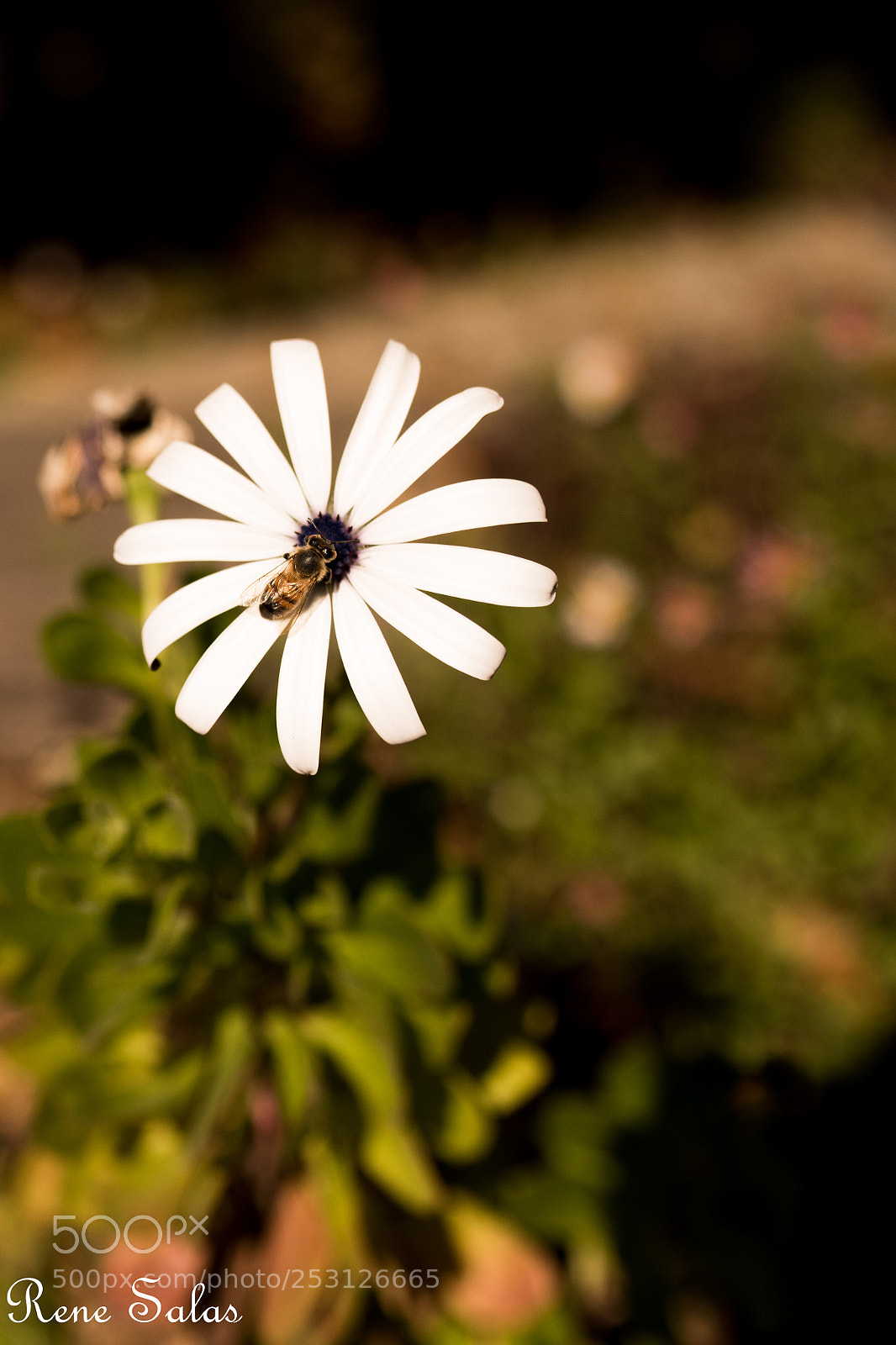 Nikon D810 sample photo. Back yard 3 photography