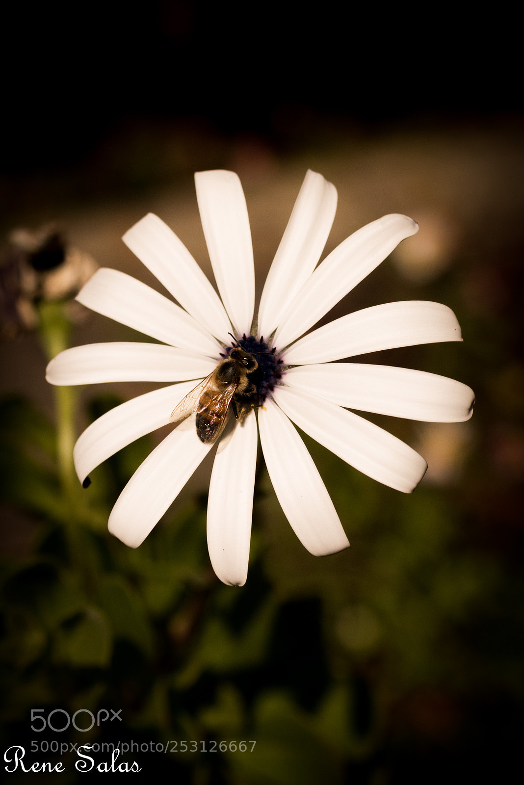 Nikon D810 sample photo. Back yard 4 photography
