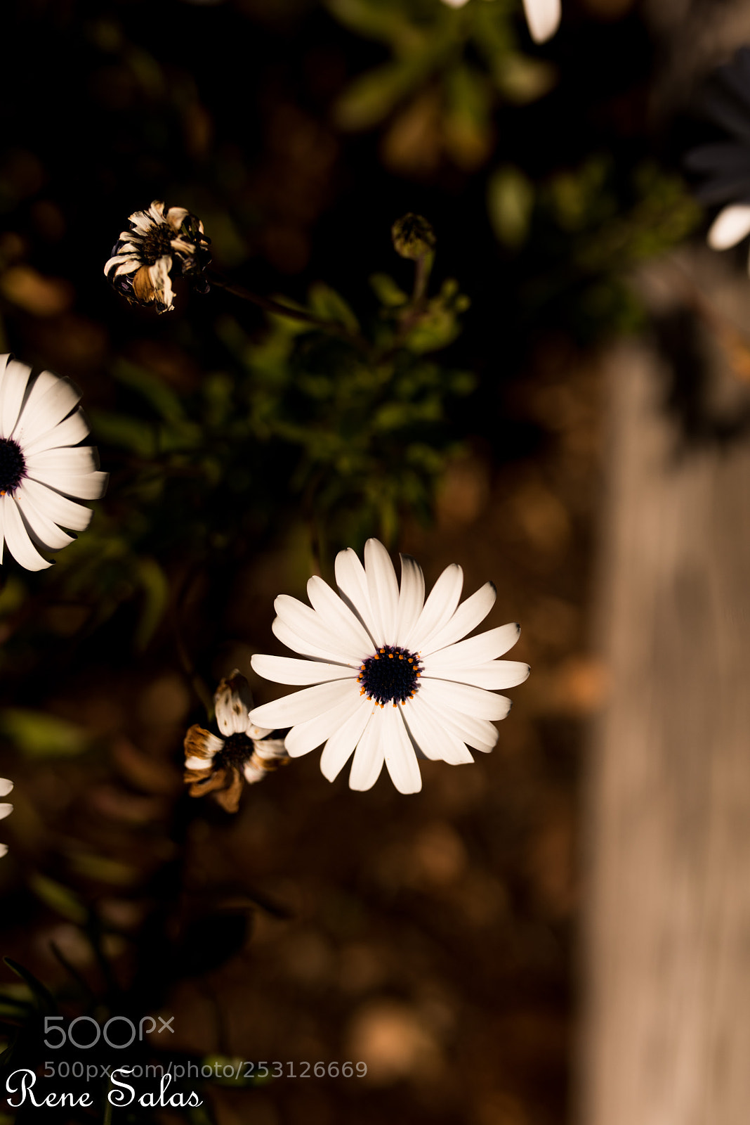 Nikon D810 sample photo. Back yard 5 photography