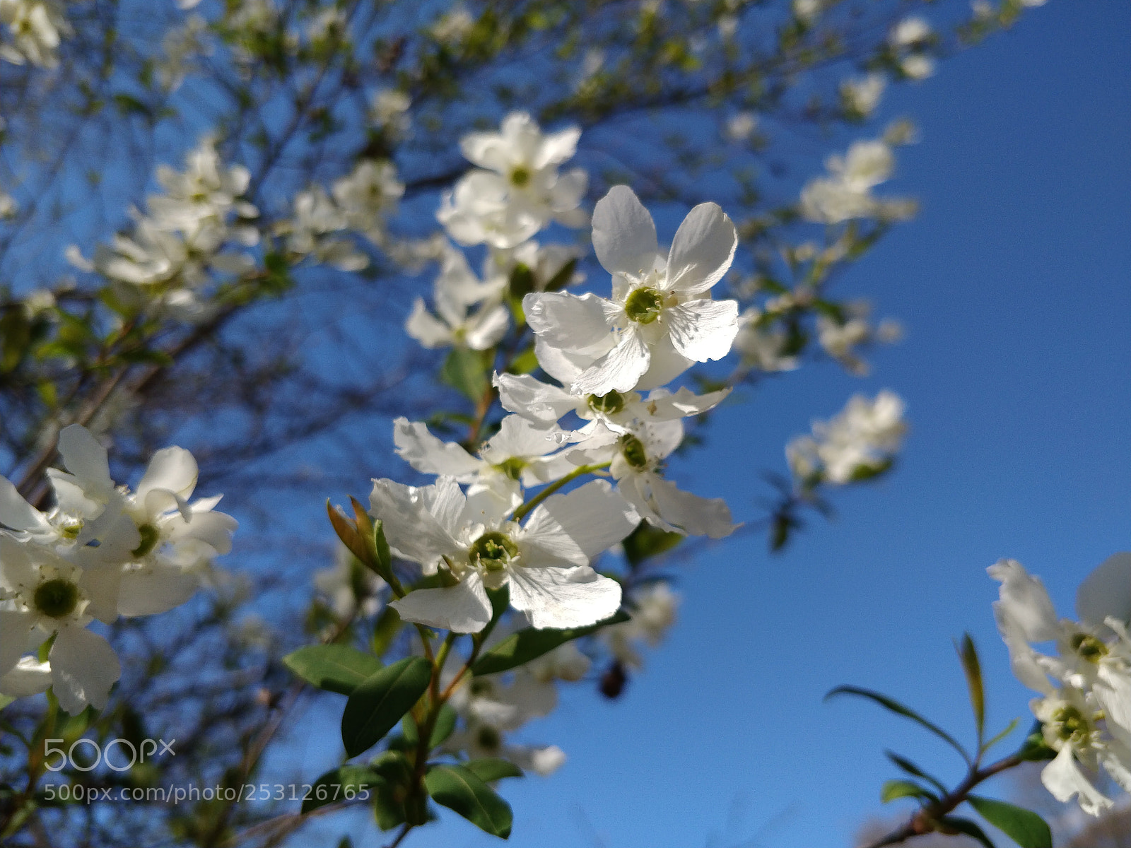 OnePlus 5 sample photo. Dogwood day photography