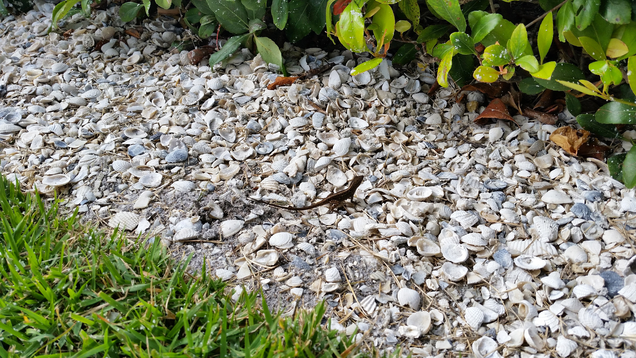 Samsung Galaxy S5 Active sample photo