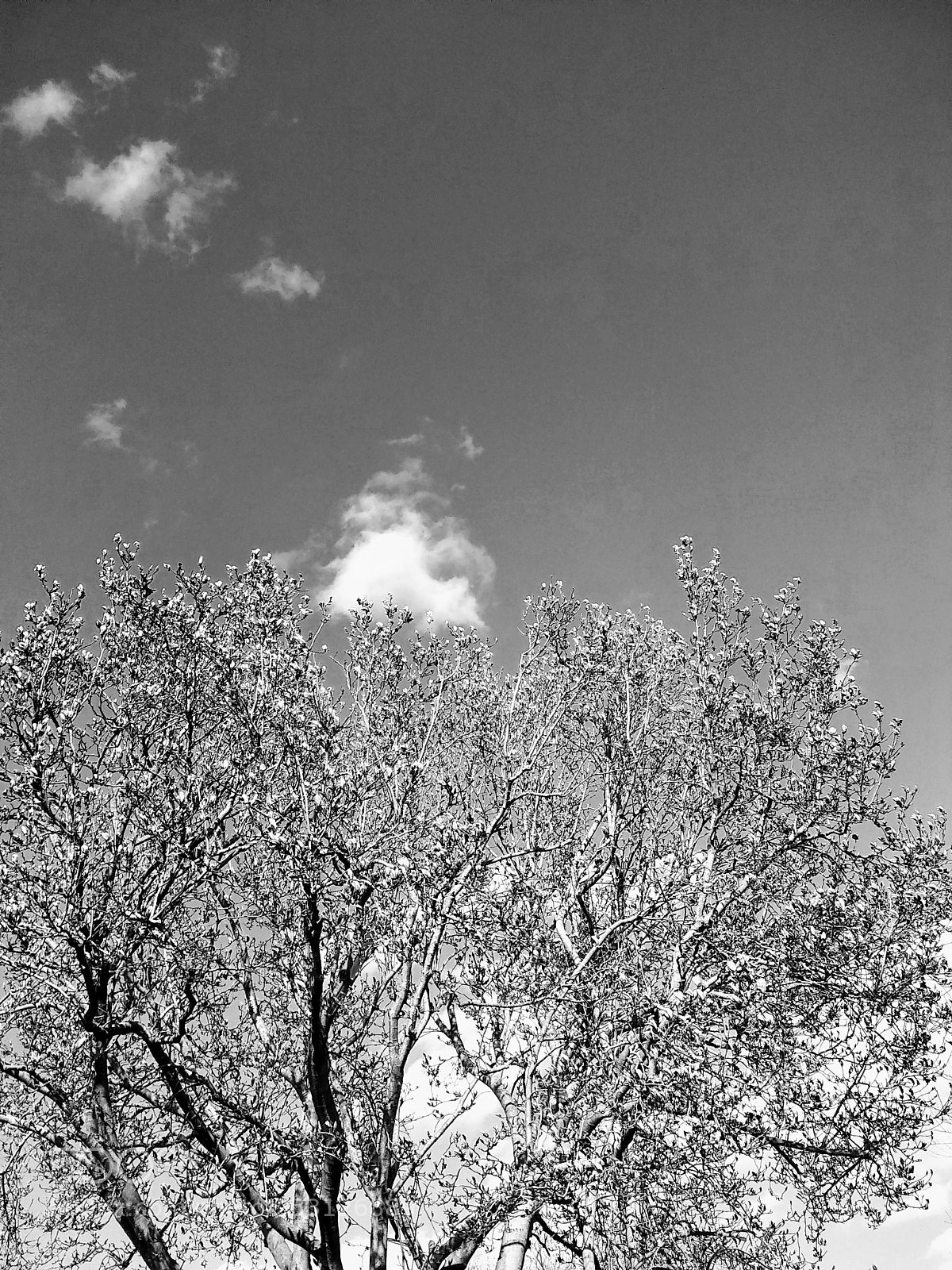 Motorola Moto E4 sample photo. Spring tree photography