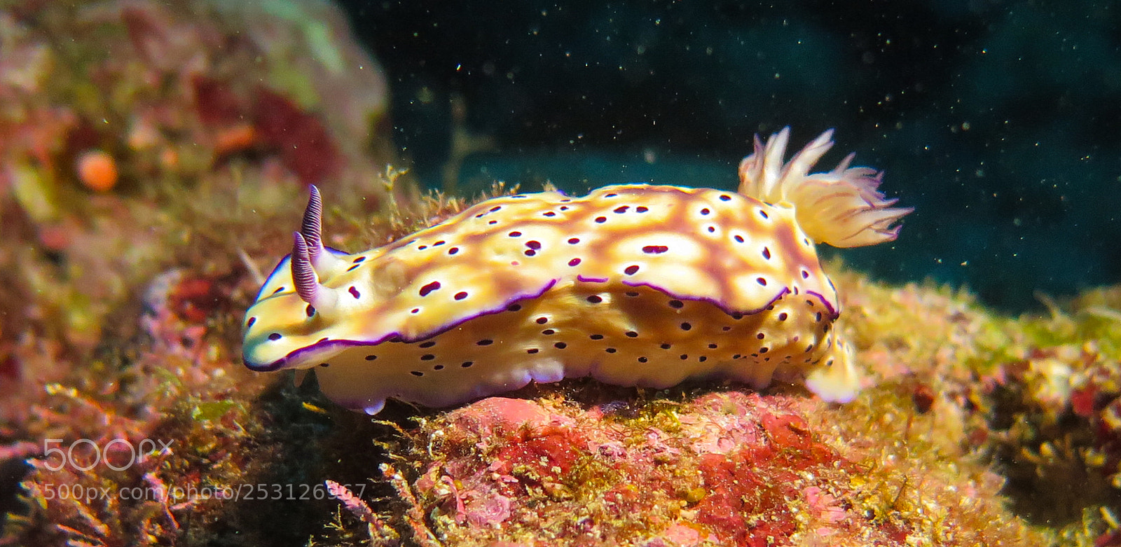 Canon PowerShot G16 sample photo. Hypselodoris tryoni photography