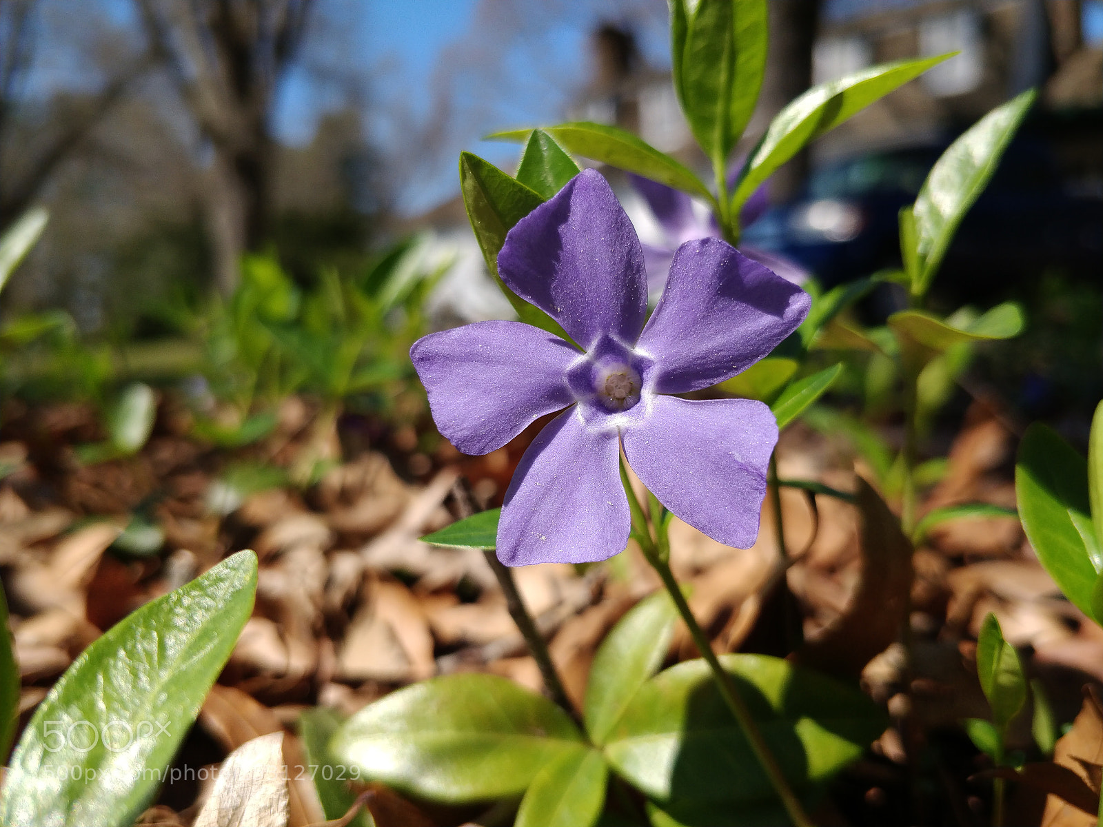 OnePlus 5 sample photo. Single violet photography