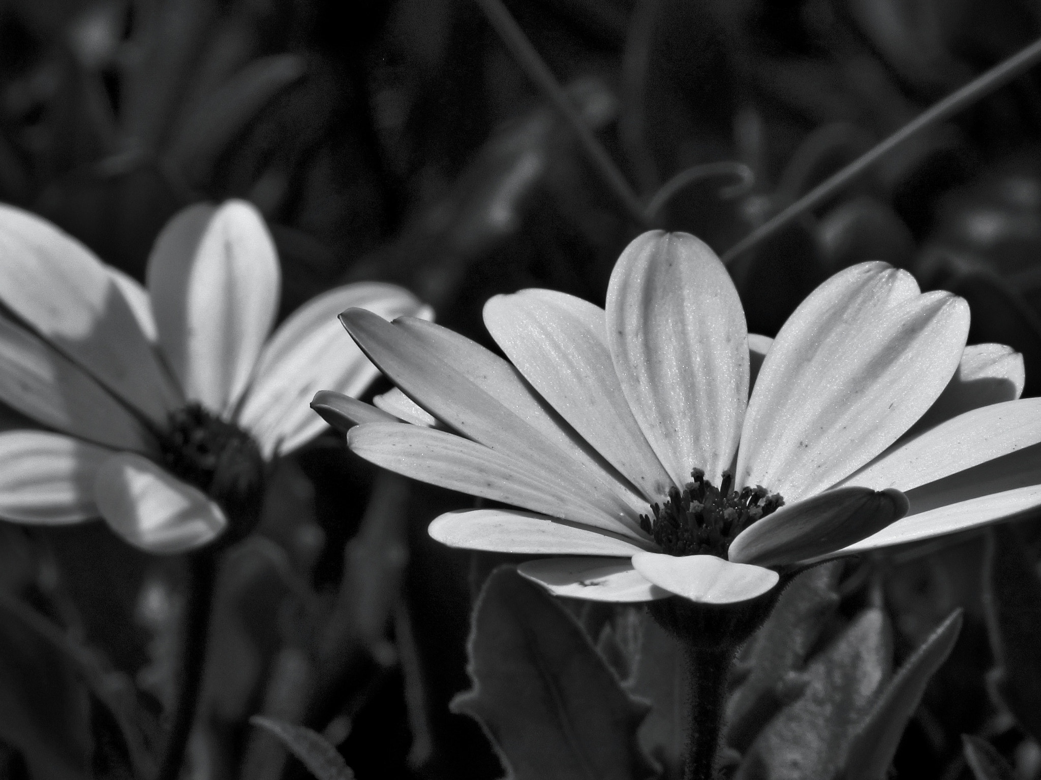 Canon PowerShot SX520 HS sample photo. Details photography