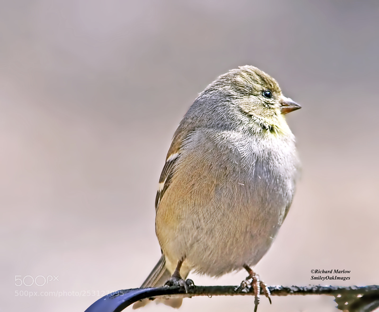 Nikon D5000 sample photo. Finch photography
