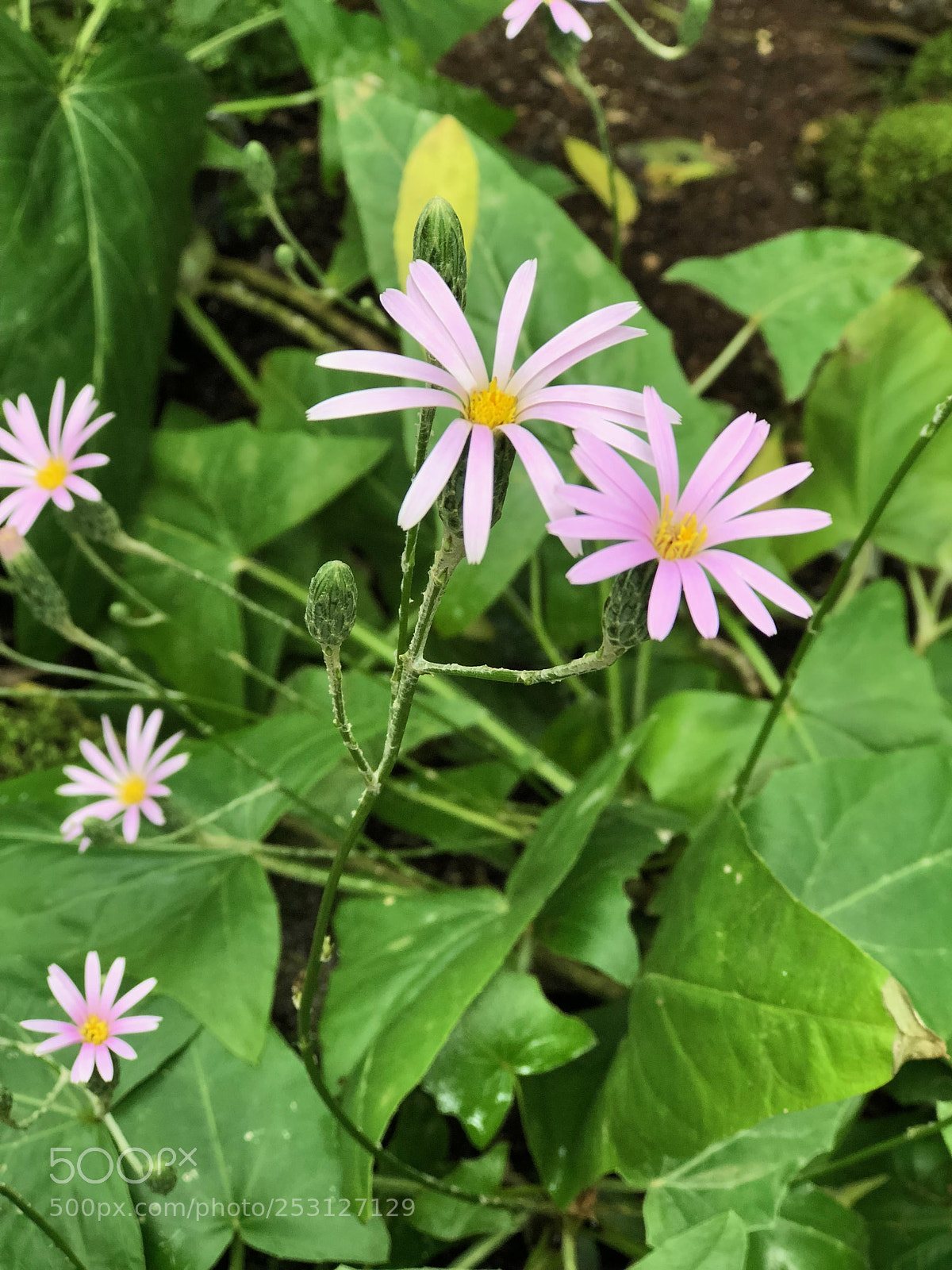 Apple iPhone 8 Plus sample photo. Nybg photography