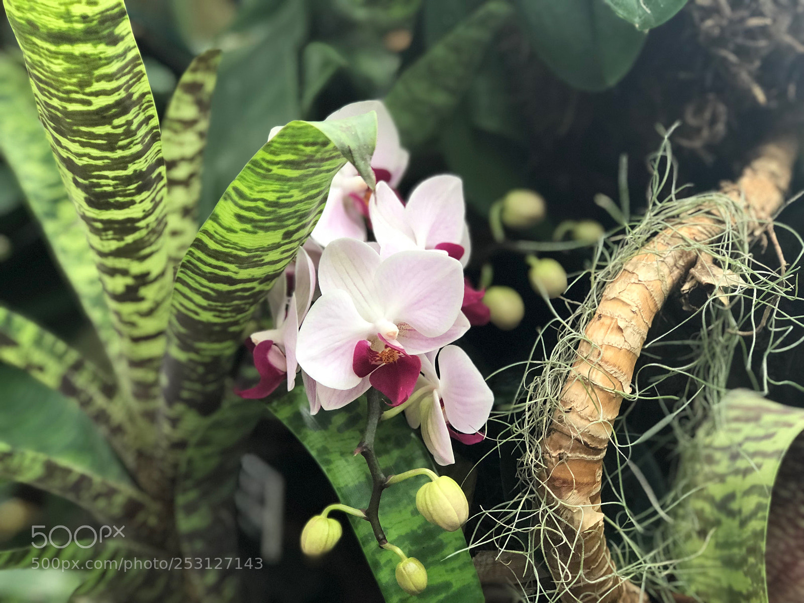 Apple iPhone 8 Plus sample photo. Nybg photography