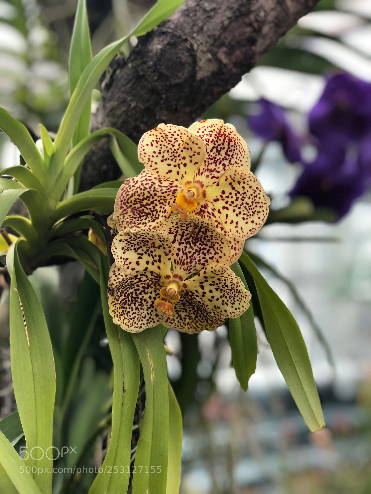 Apple iPhone 8 Plus sample photo. Nybg photography
