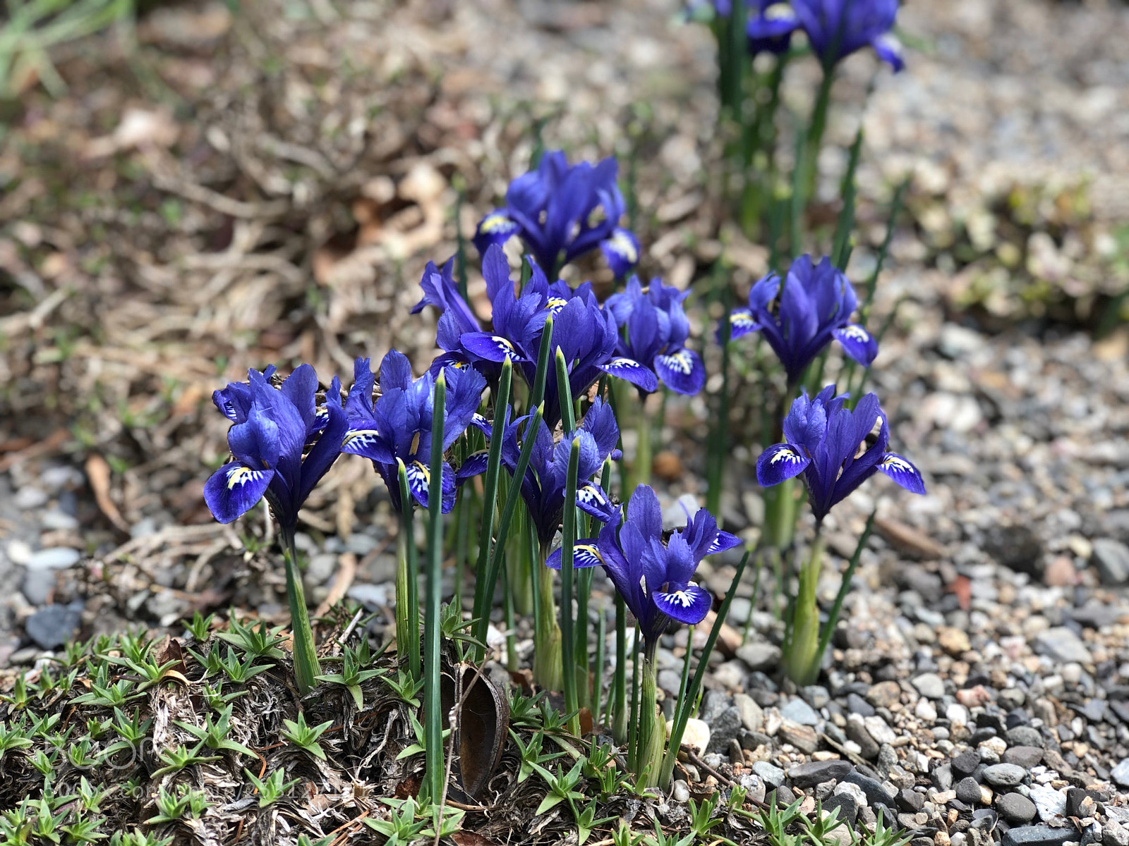 Apple iPhone 8 Plus sample photo. Nybg photography