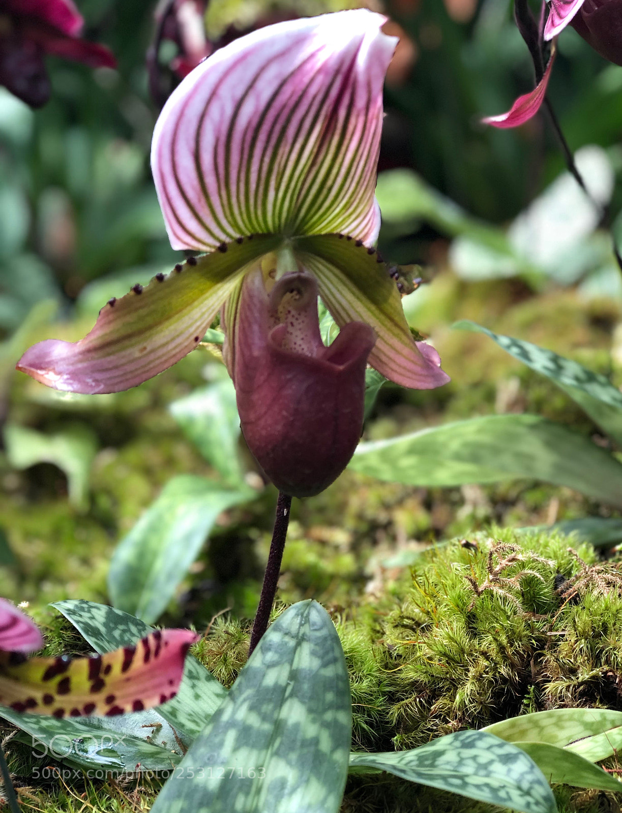 Apple iPhone 8 Plus sample photo. Nybg photography