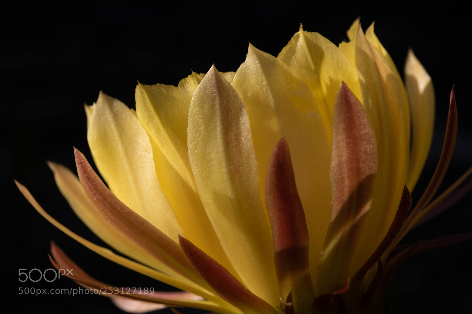 Canon EOS 5D Mark IV sample photo. Cactus flower depth photography