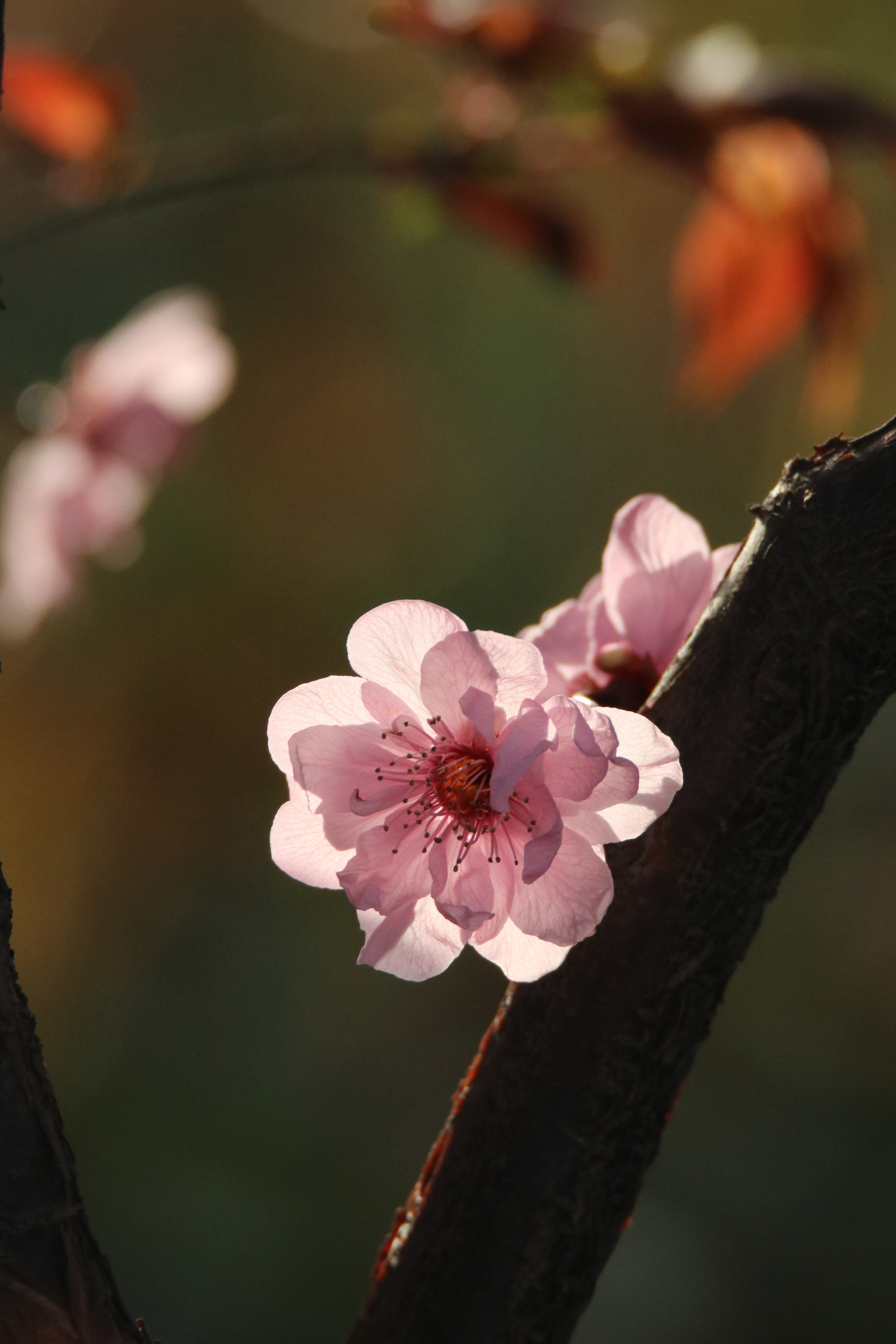 Canon EOS 80D + Tamron SP 150-600mm F5-6.3 Di VC USD sample photo. 桃花朵朵peach blossoms under the sun photography