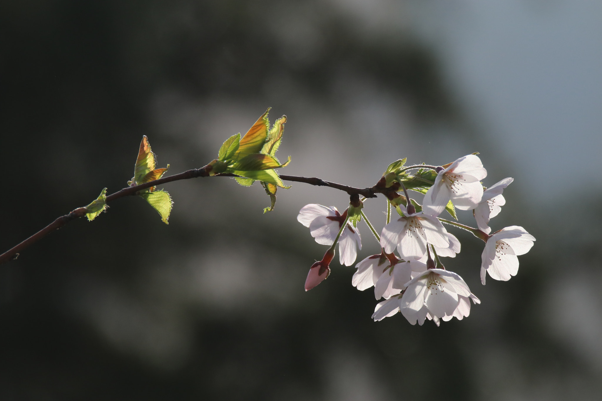 Tamron SP 150-600mm F5-6.3 Di VC USD sample photo. 春的气息the breath of spring photography