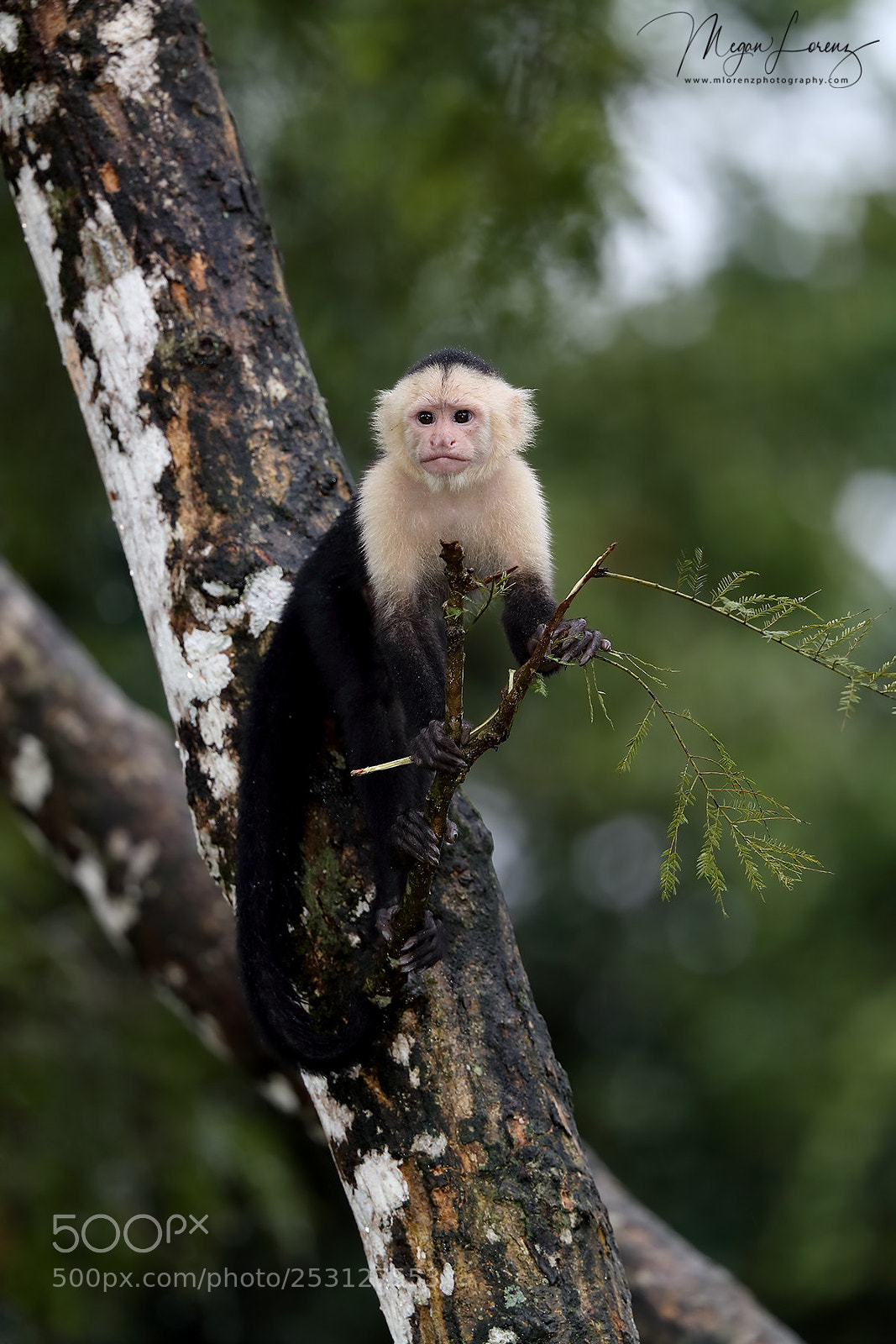Canon EOS-1D X Mark II sample photo. Monkey business photography