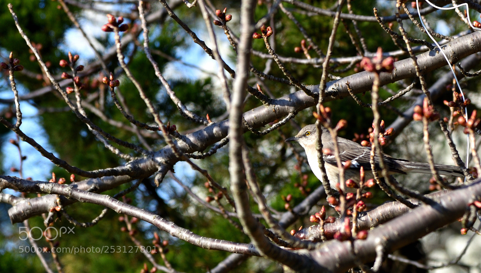 Nikon AF-S Nikkor 24-120mm F4G ED VR sample photo. Nestled sparrow photography