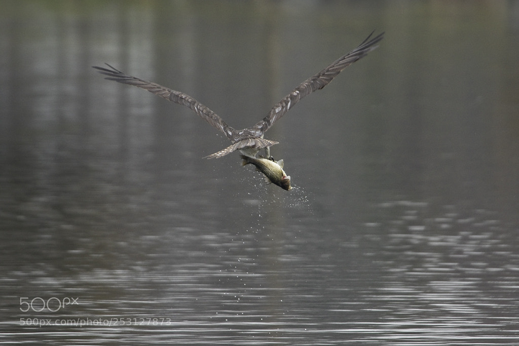 Canon EOS 7D Mark II sample photo. The attack of the photography