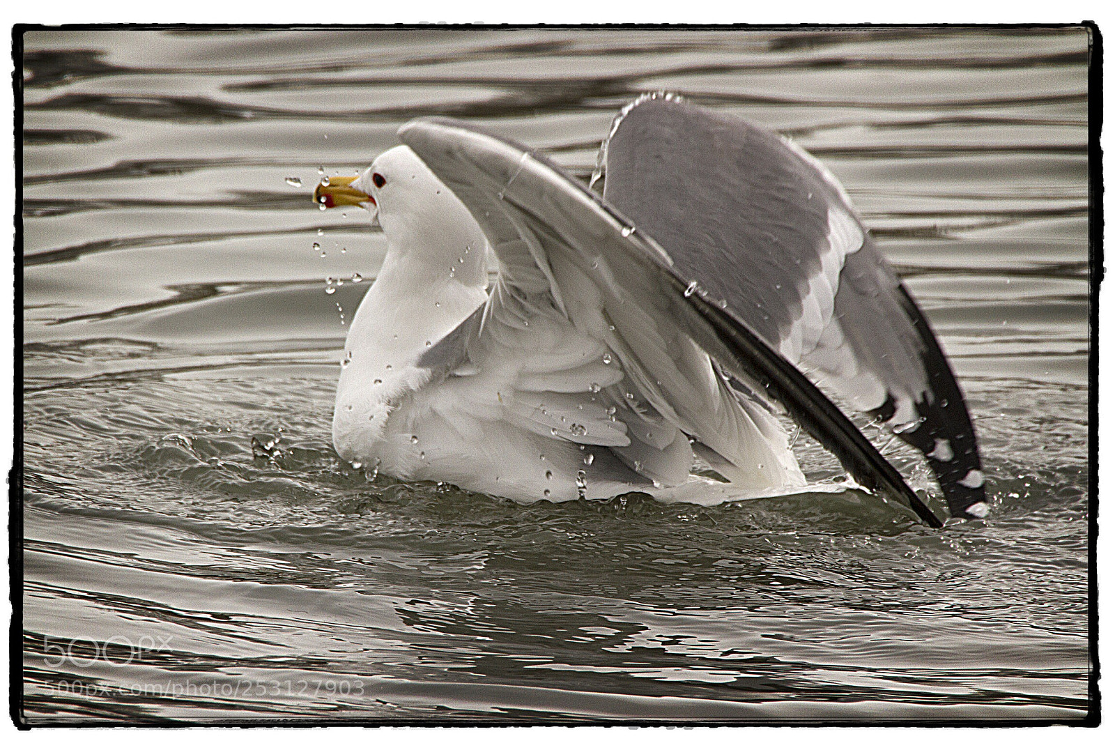 Canon EOS 7D sample photo. Ring-billed gull. sigma 159-600 photography