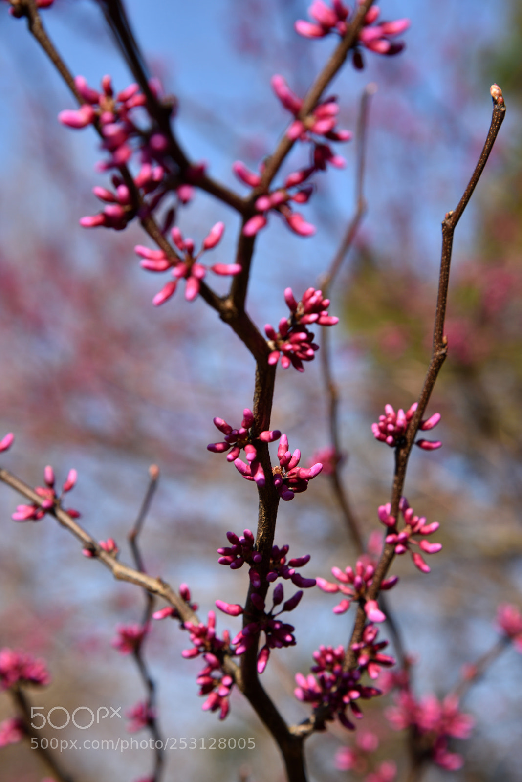 Nikon AF-S Nikkor 24-120mm F4G ED VR sample photo. Ready to bloom photography