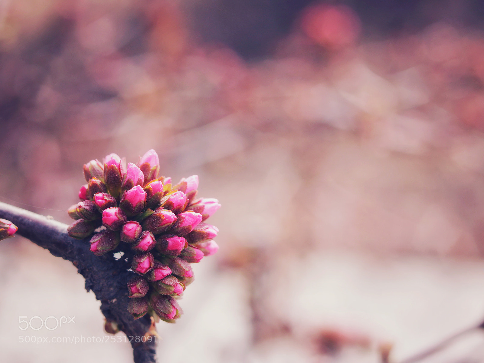 Canon EOS 760D (EOS Rebel T6s / EOS 8000D) sample photo. Spring photography