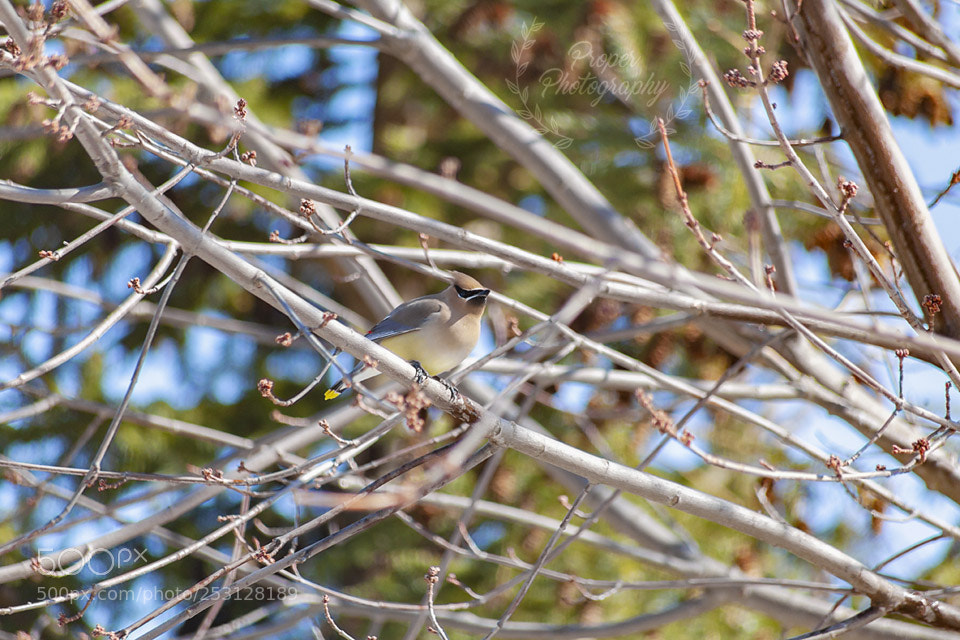 Canon EOS 5D Mark II sample photo. Spring fever photography