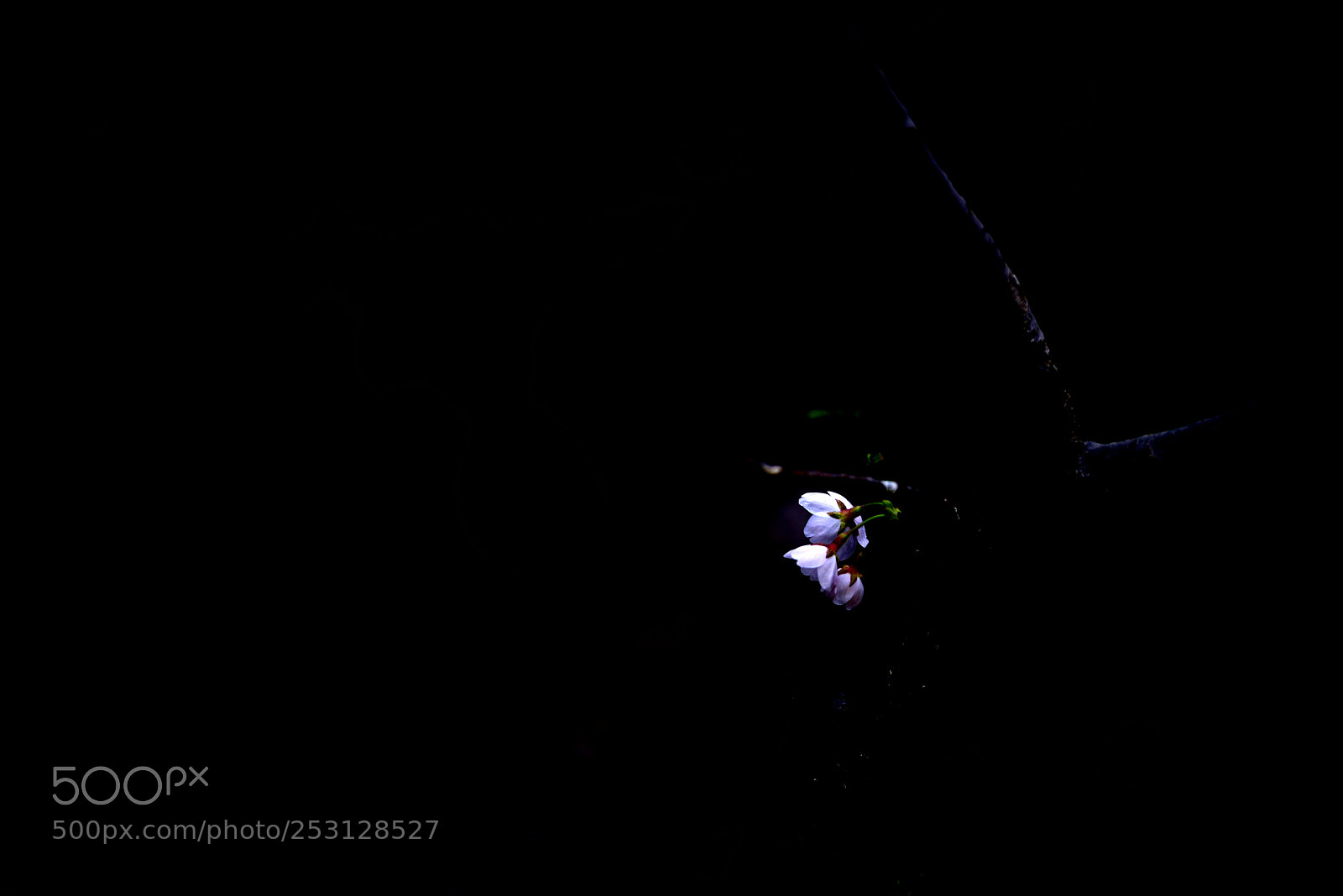 Nikon D800 sample photo. Untitled photography