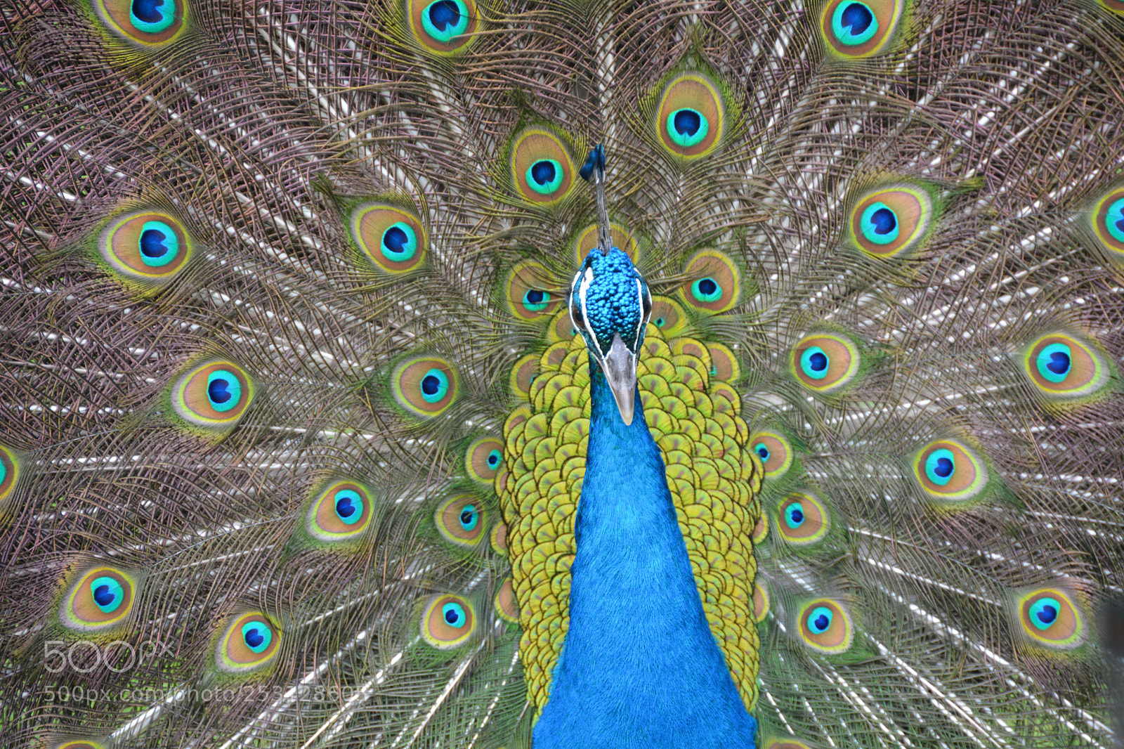 Nikon D5200 sample photo. Peacock photography