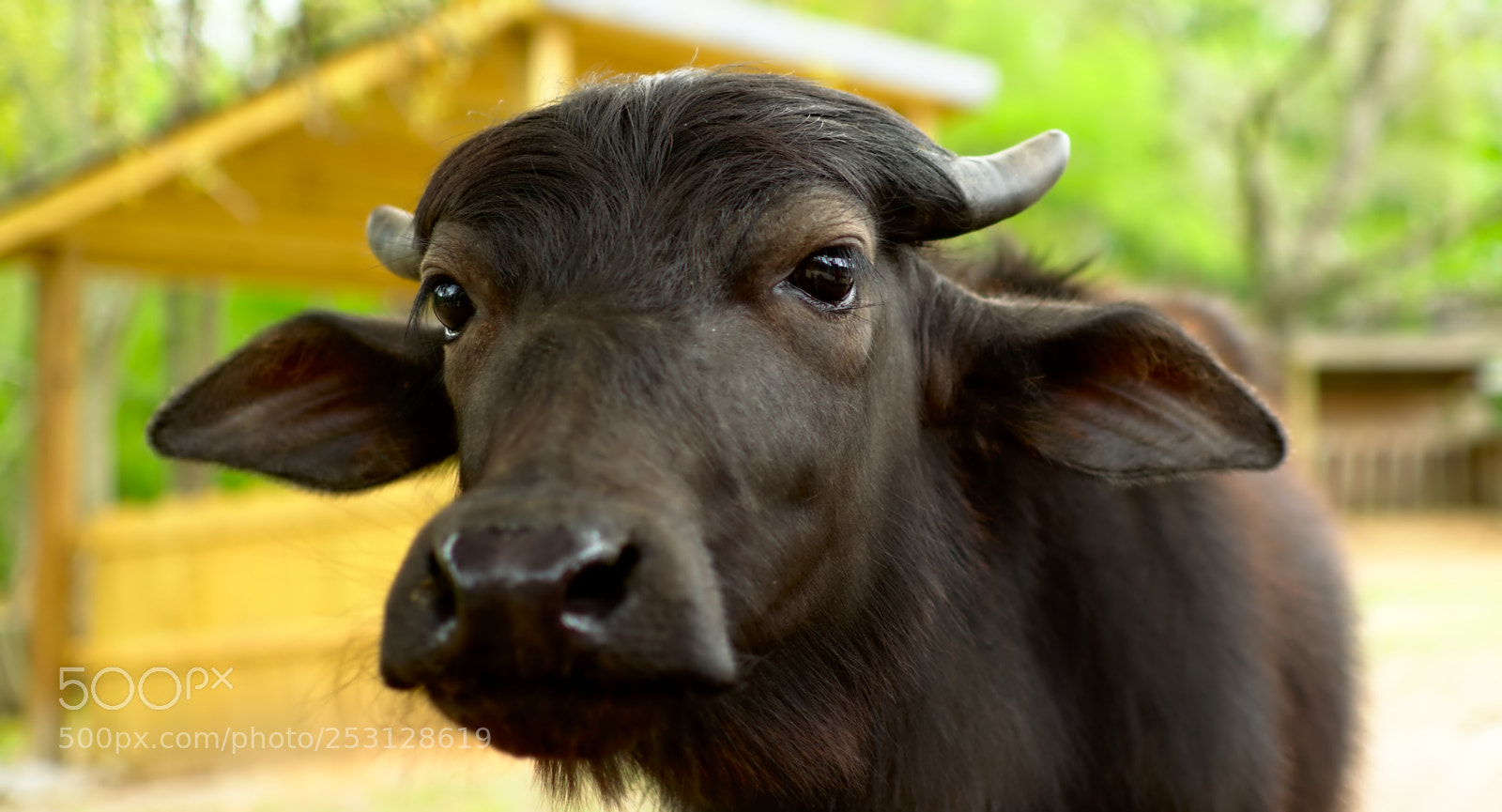 Nikon D3300 sample photo. Water buffalo photography