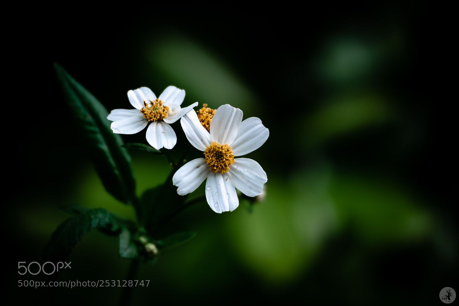 Samsung NX1 sample photo. Common beggar tick bidens photography