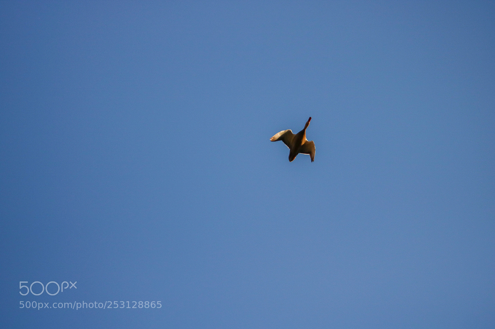 Canon EOS 750D (EOS Rebel T6i / EOS Kiss X8i) sample photo. In the sky photography