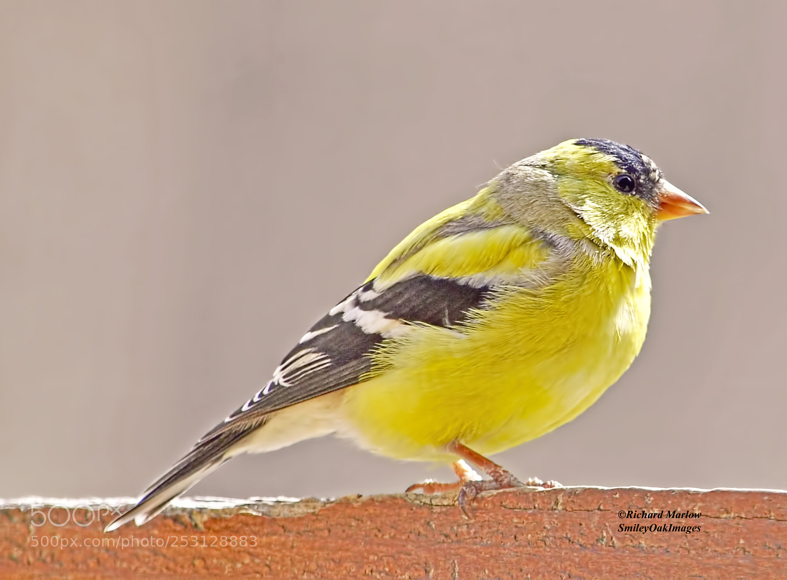 Nikon D5000 sample photo. Finch photography