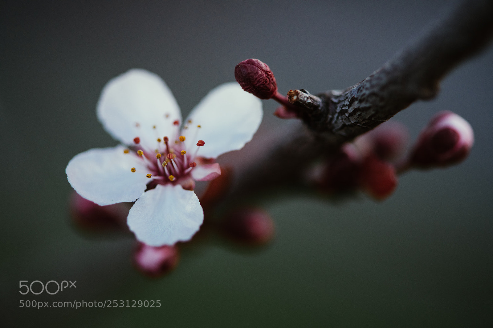 Nikon D850 sample photo. 99/365 photography