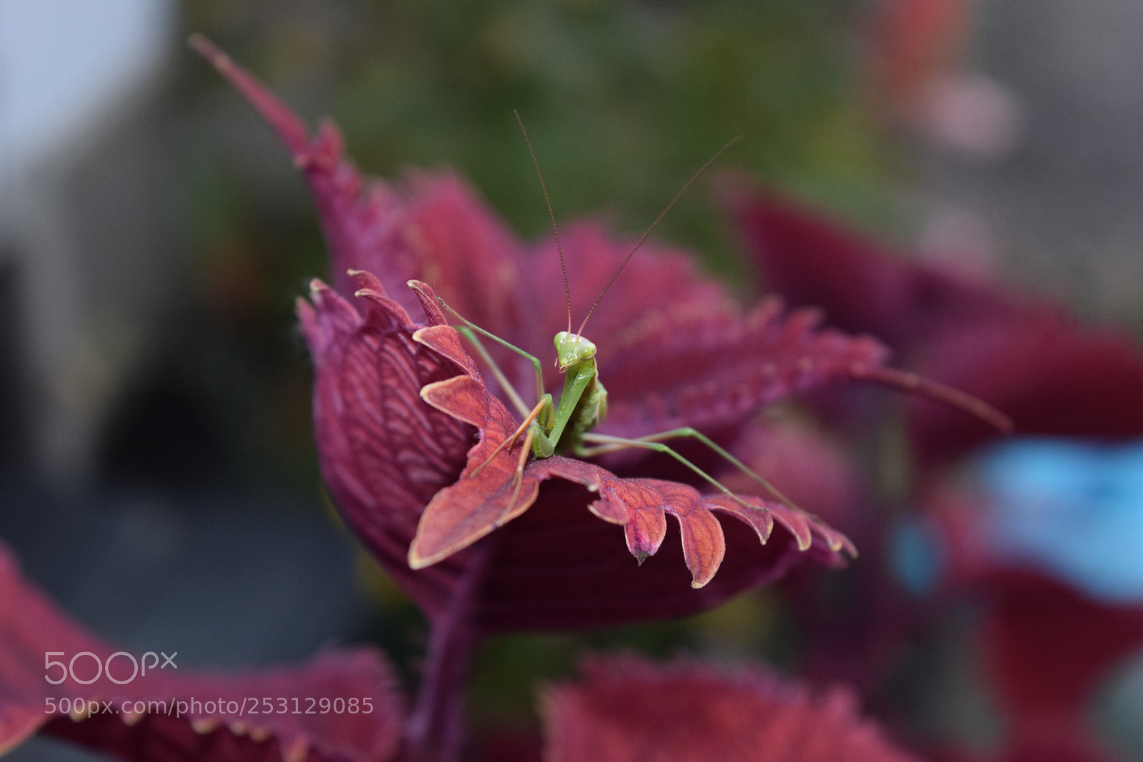 Nikon D3300 sample photo. Mantis on coleus photography