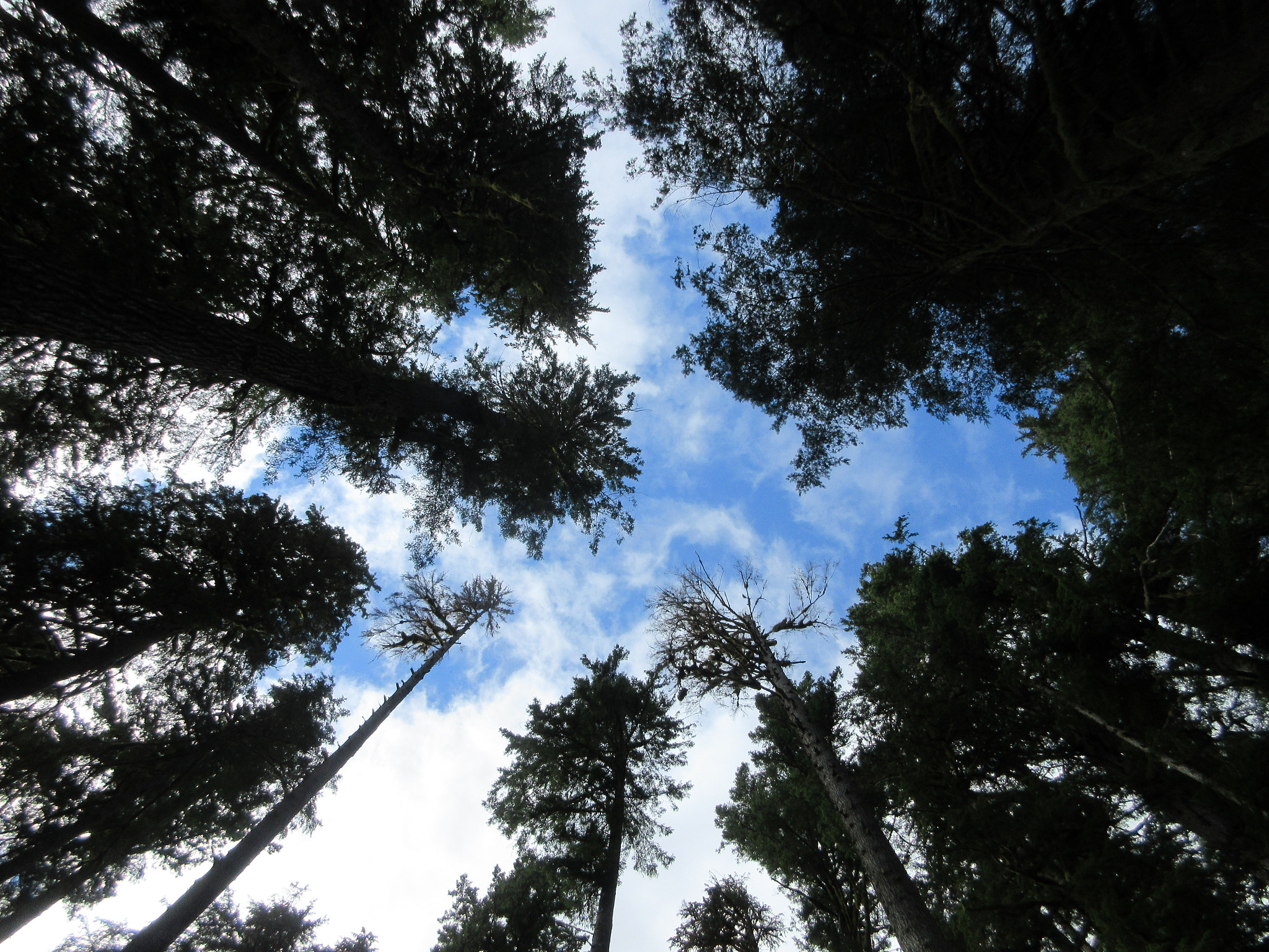 Canon PowerShot ELPH 360 HS (IXUS 285 HS / IXY 650) sample photo. Upward look trees and sky photography