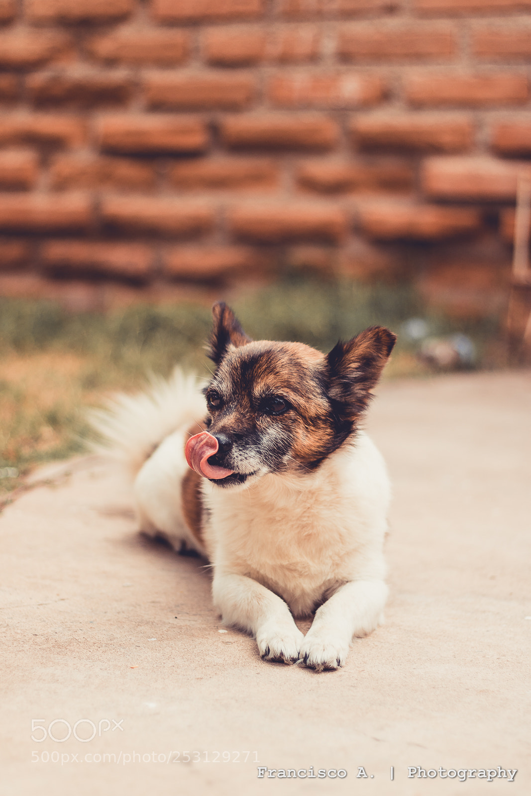 Canon EOS 750D (EOS Rebel T6i / EOS Kiss X8i) sample photo. Lucas dog photography