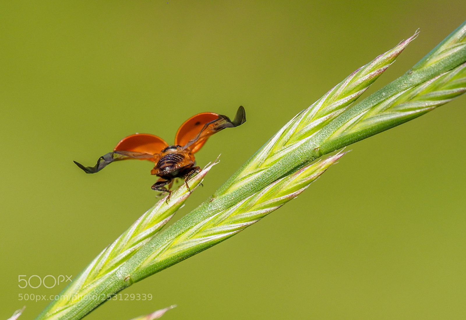 Olympus OM-D E-M1 Mark II sample photo. Ladybug photography