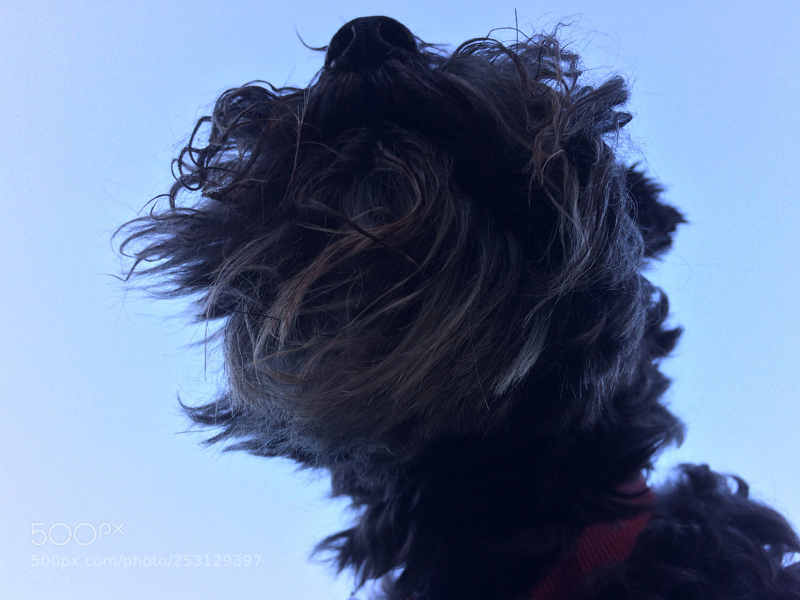 Apple iPhone 5s sample photo. Puppy love photography