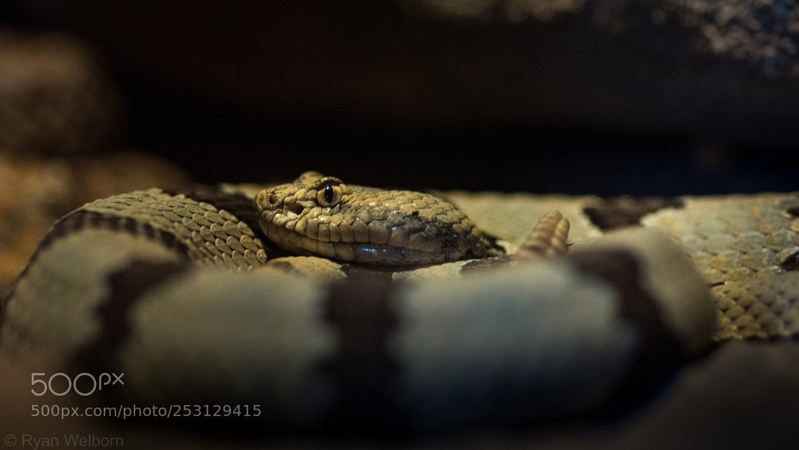 Nikon D7200 sample photo. Rattlesnake photography