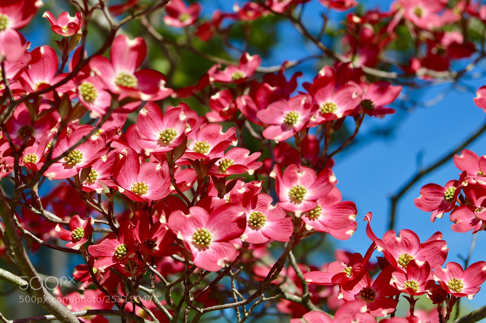 Canon EOS 80D sample photo. Dogwood photography
