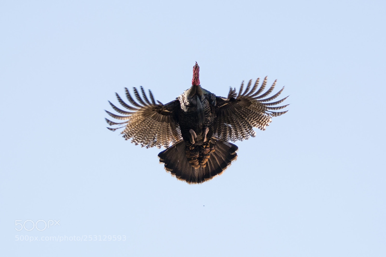 Nikon D7100 sample photo. The majestic american turkey photography