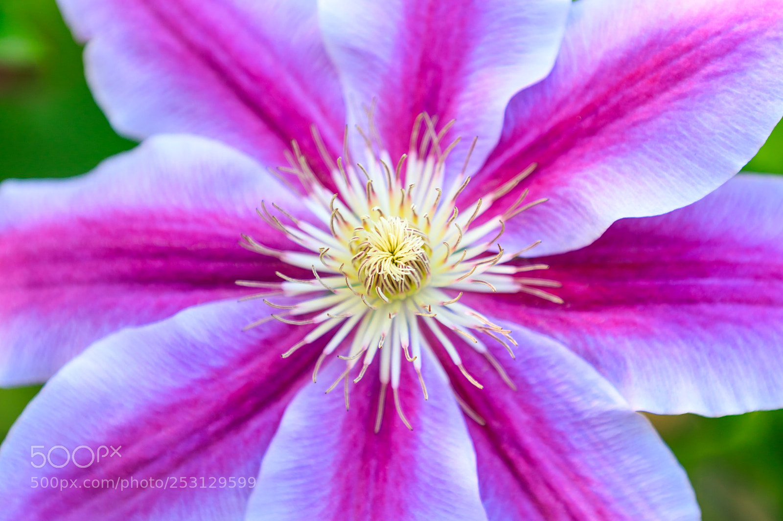 Canon EOS 5D Mark IV sample photo. Purple flower photography