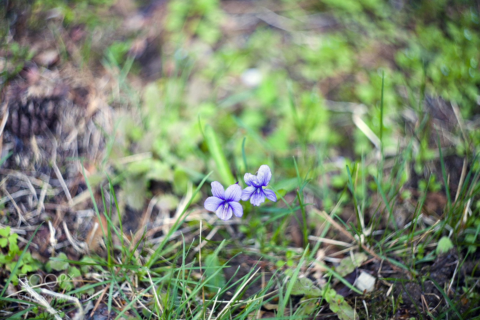 Canon EOS 5D sample photo. Name unknown wildflower photography
