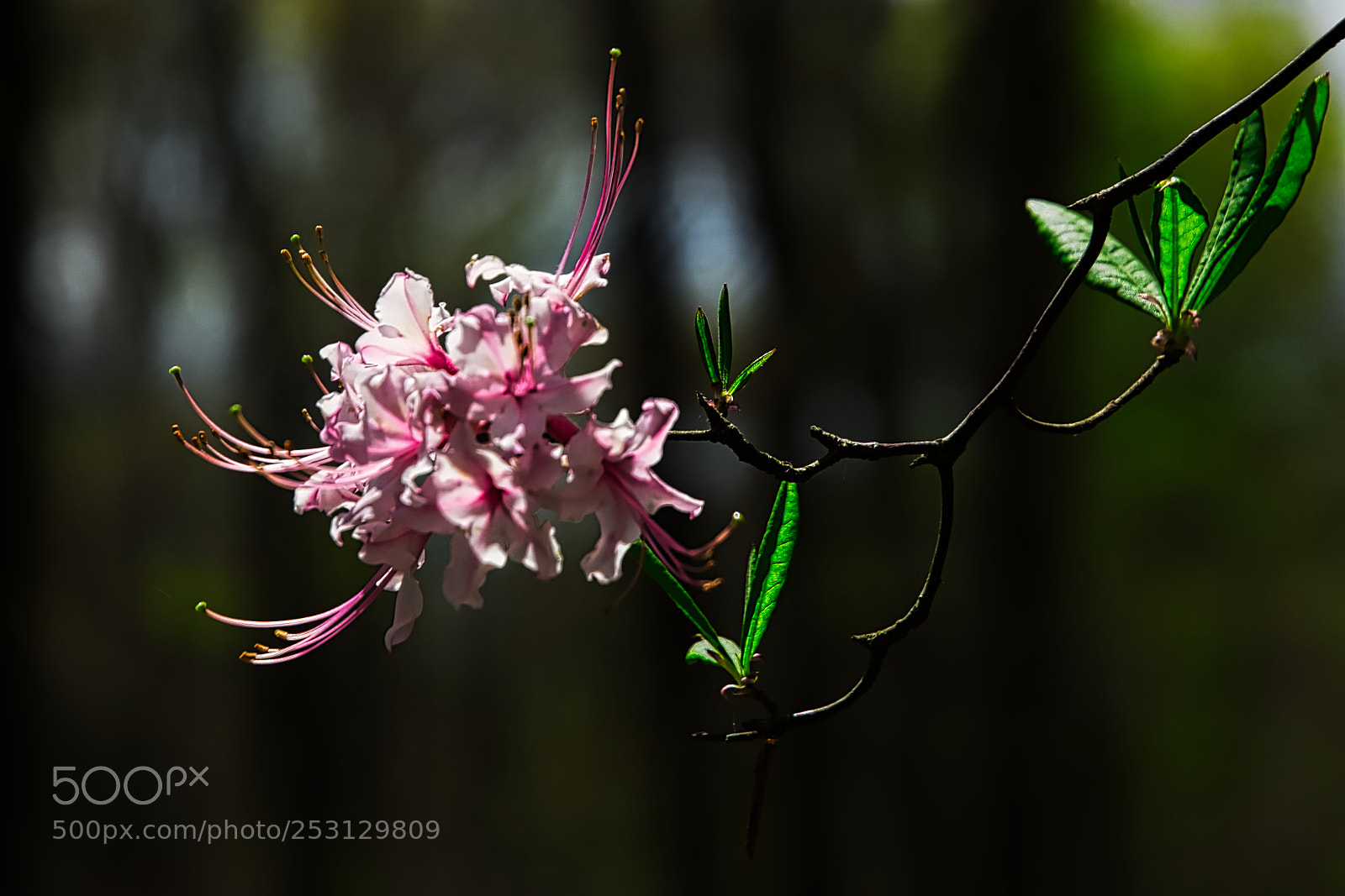 Nikon D7000 sample photo. Pink & green photography