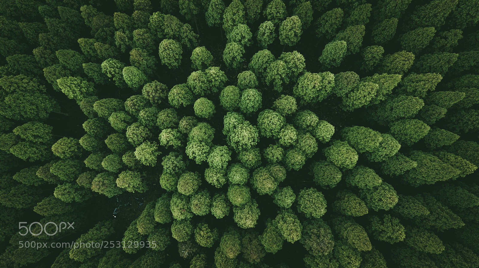 DJI FC220 sample photo. Trees are silent photography
