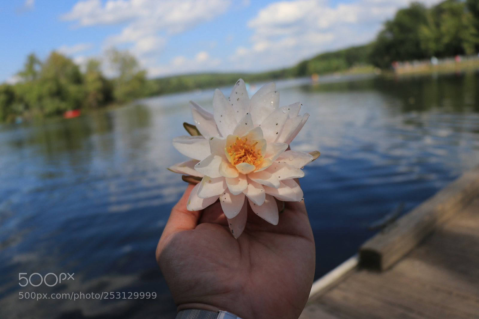 Canon EOS 80D sample photo. Flowers photography